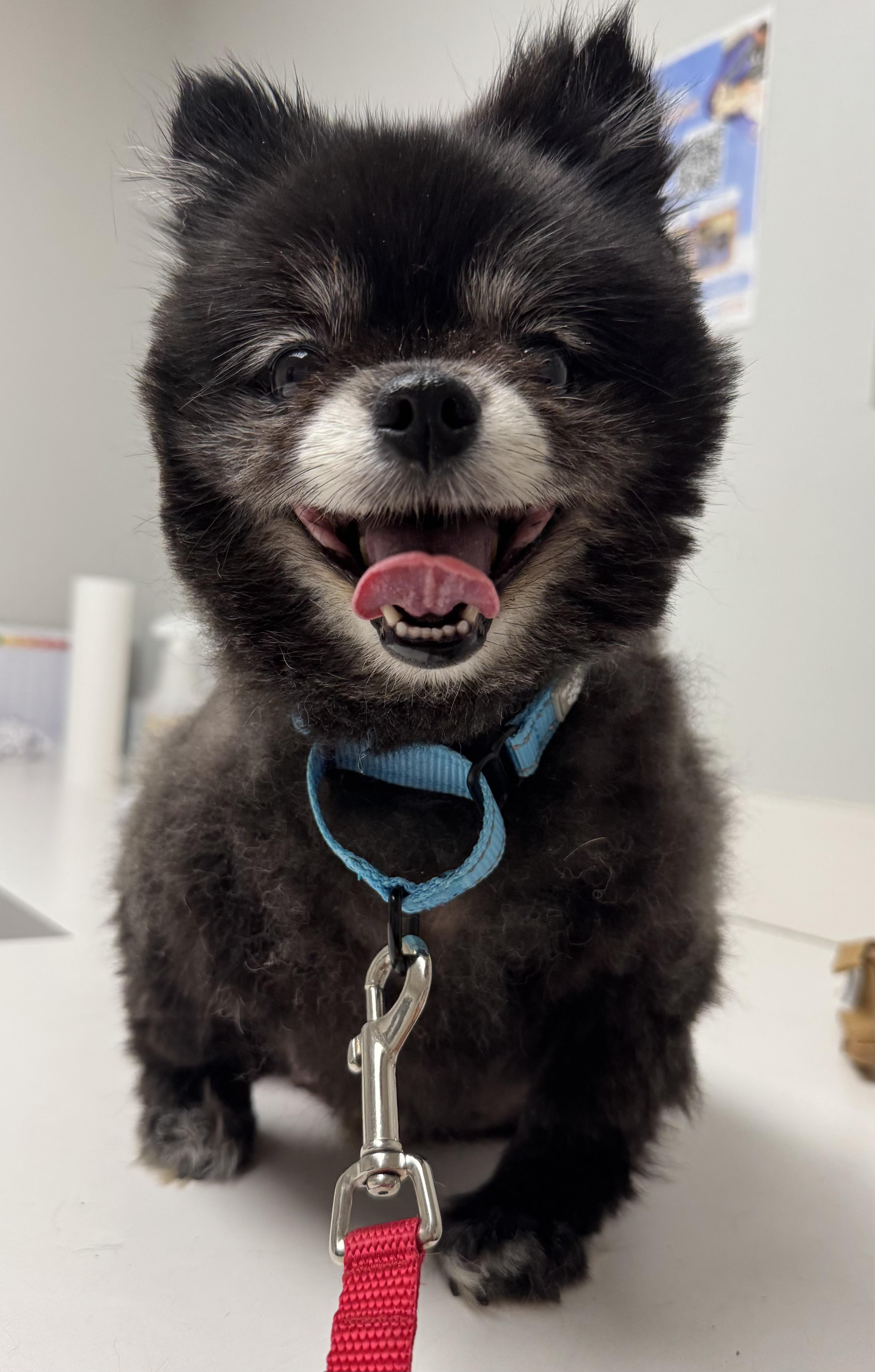 Enlarge Nyxi, a Adopted Pomeranian in Grosse Pointe Park, MI image 2/5