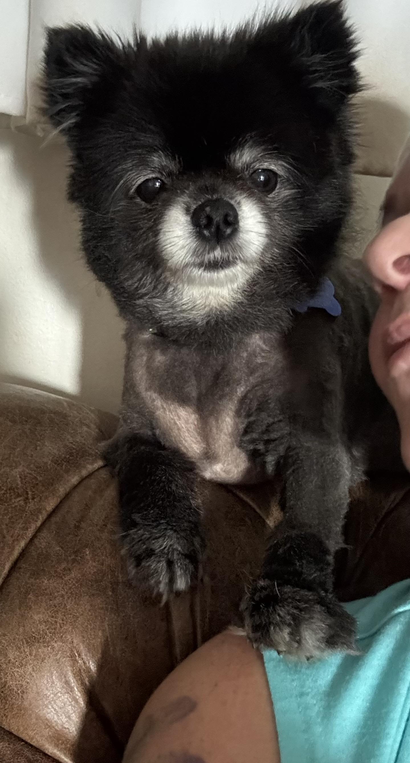 Enlarge Nyxi, a Adopted Pomeranian in Grosse Pointe Park, MI image 4/5