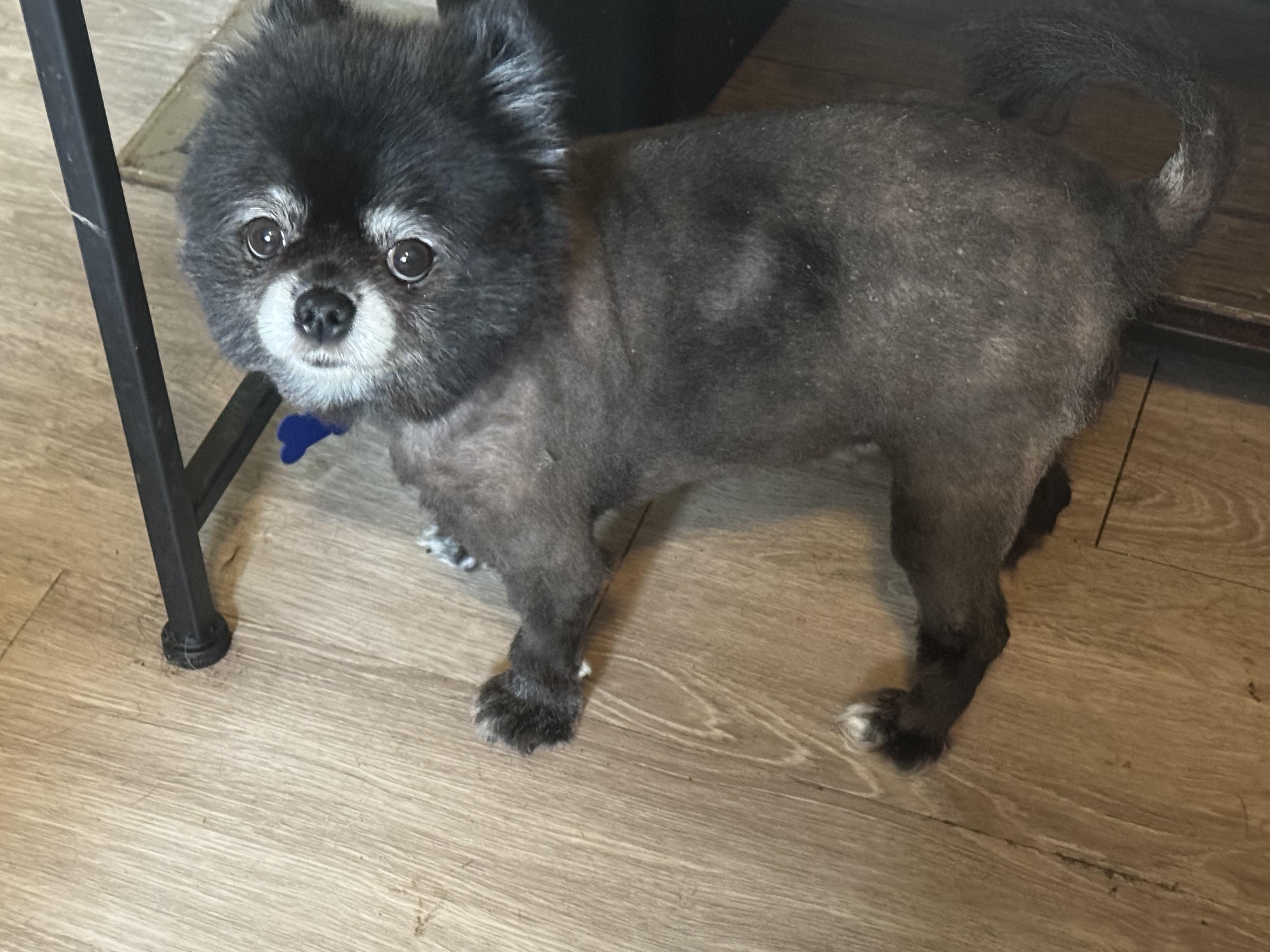Enlarge Nyxi, a Adopted Pomeranian in Grosse Pointe Park, MI image 5/5