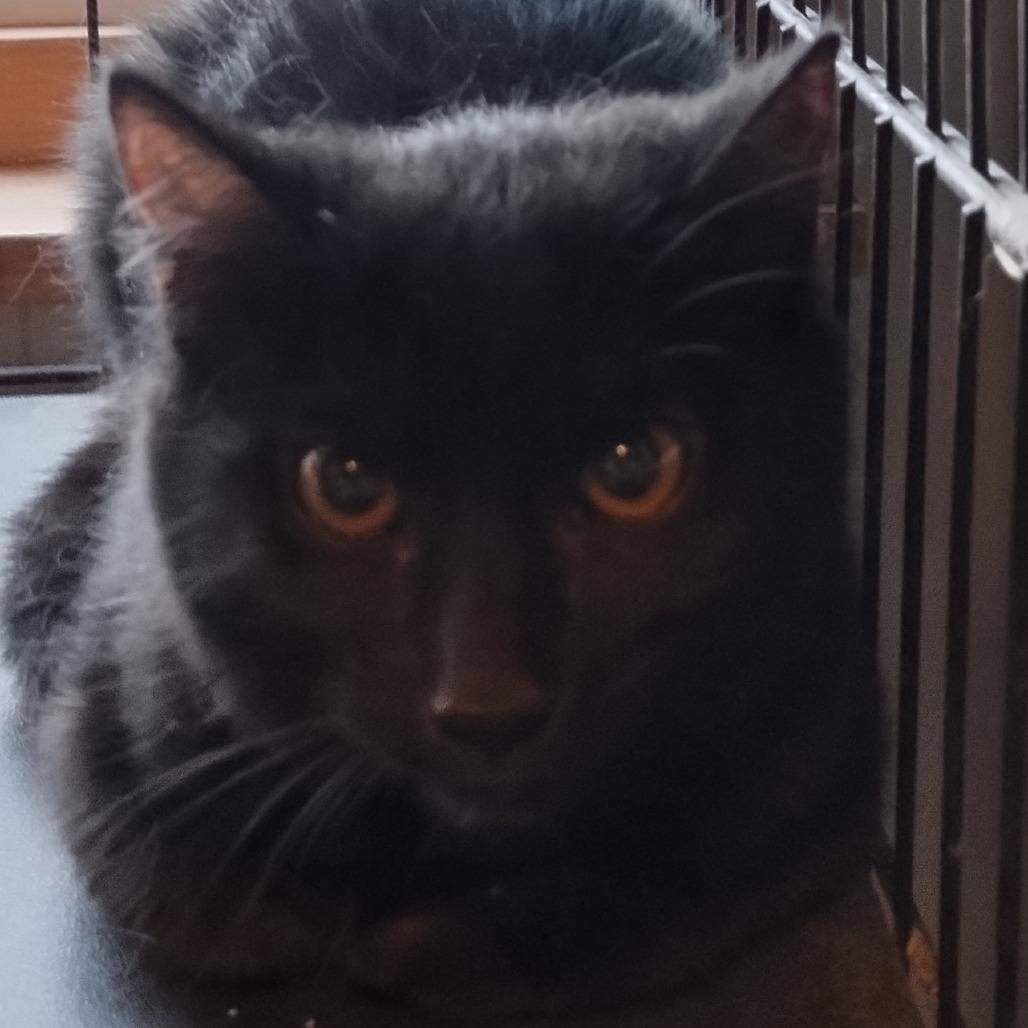 Floof, Adoptable, Young Female Domestic Medium Hair.