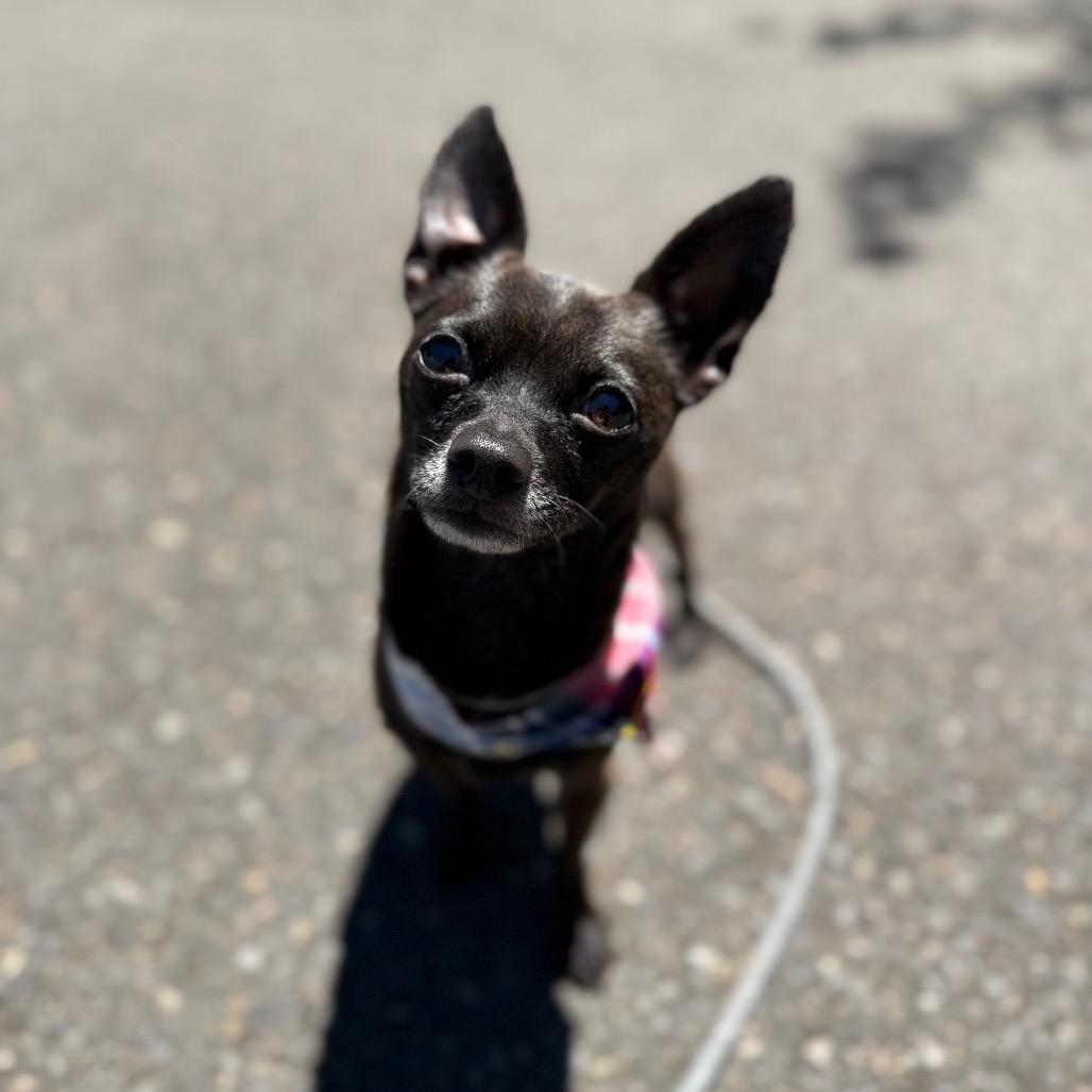 Kobe, a Adoptable Chihuahua in Newberg, OR image 1/6