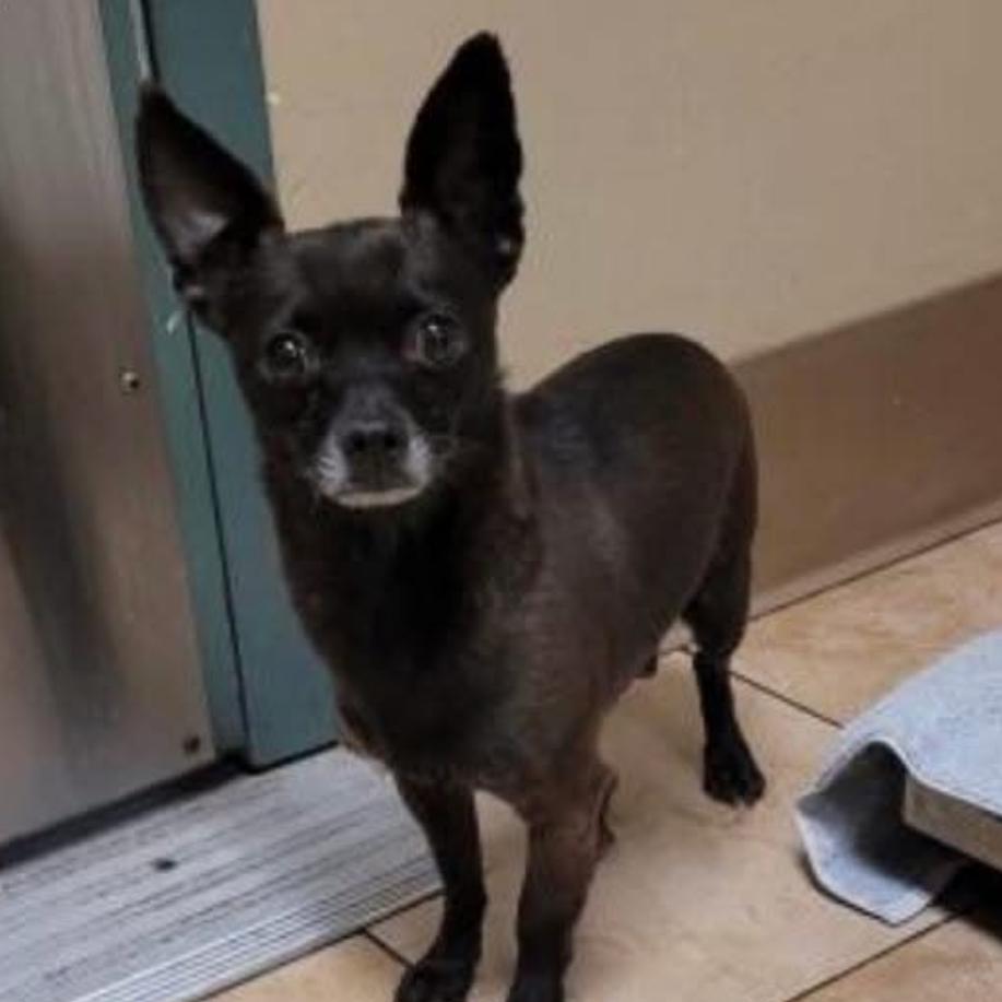 Kobe, a Adoptable Chihuahua in Newberg, OR image 2/6