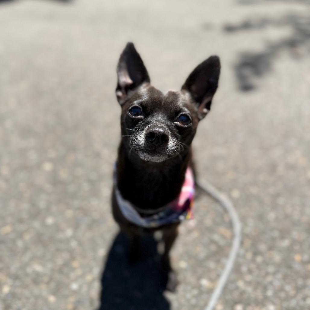 Kobe, a Adoptable Chihuahua in Newberg, OR image 3/6