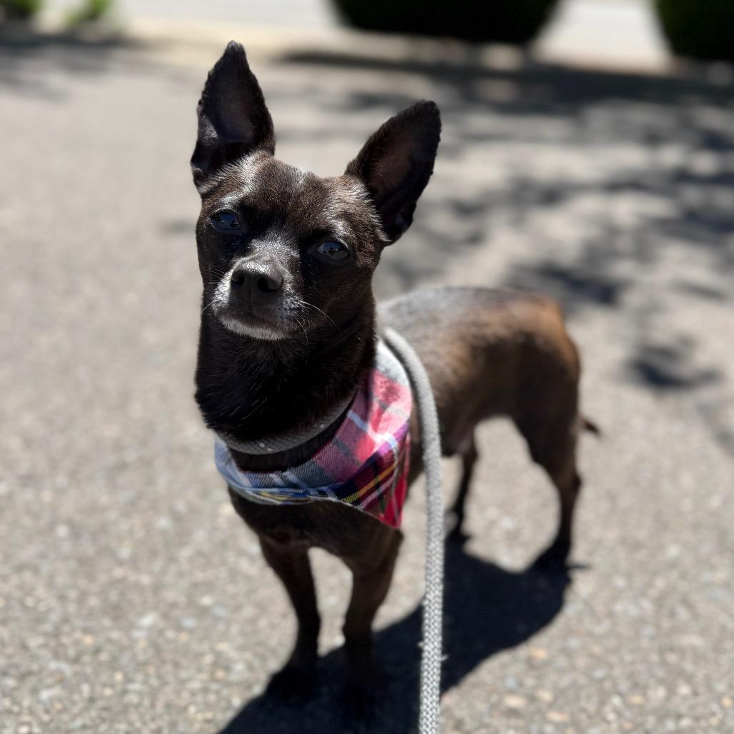 Kobe, a Adoptable Chihuahua in Newberg, OR image 4/6