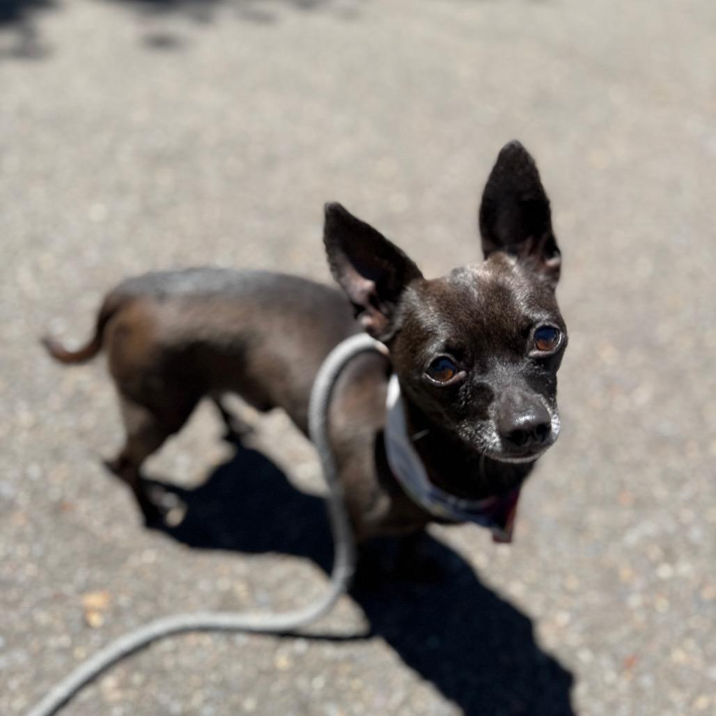 Kobe, a Adoptable Chihuahua in Newberg, OR image 5/6
