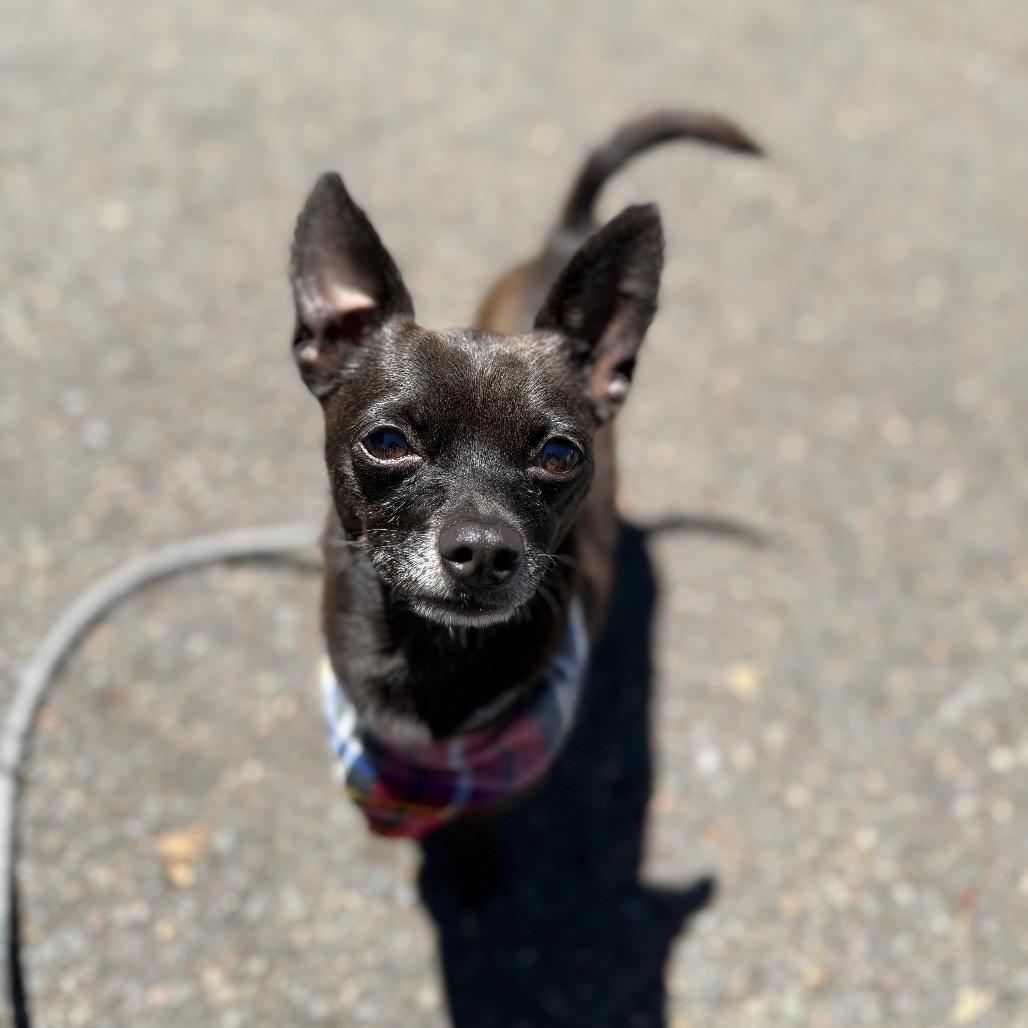 Kobe, a Adoptable Chihuahua in Newberg, OR image 6/6