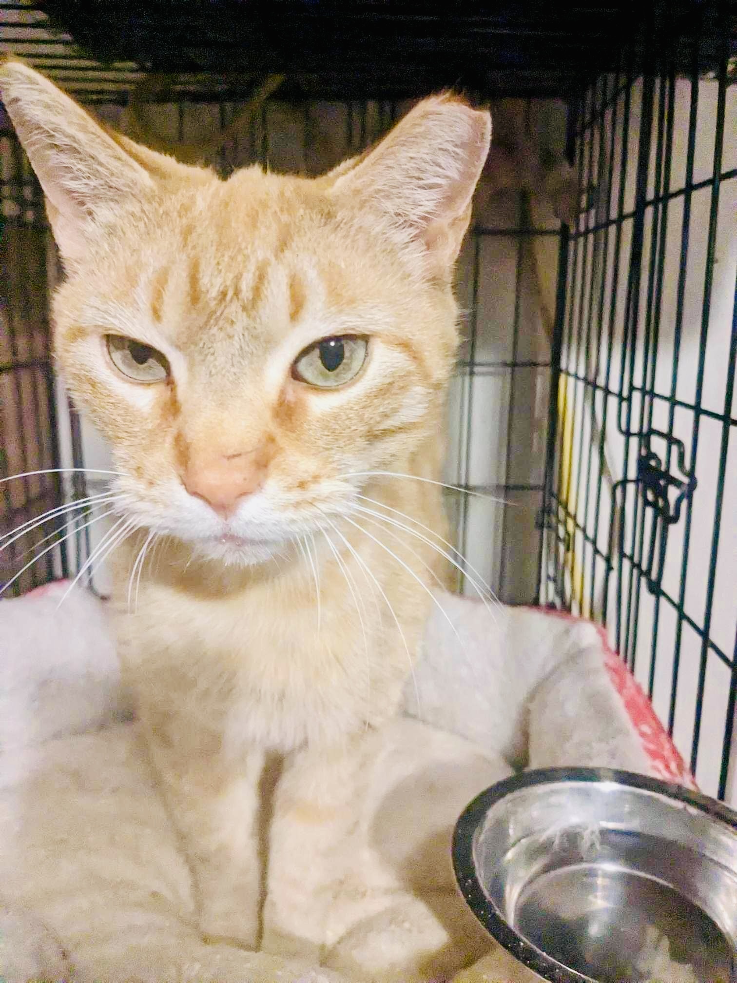Tony, adoptable, Adult Male Domestic Short Hair.