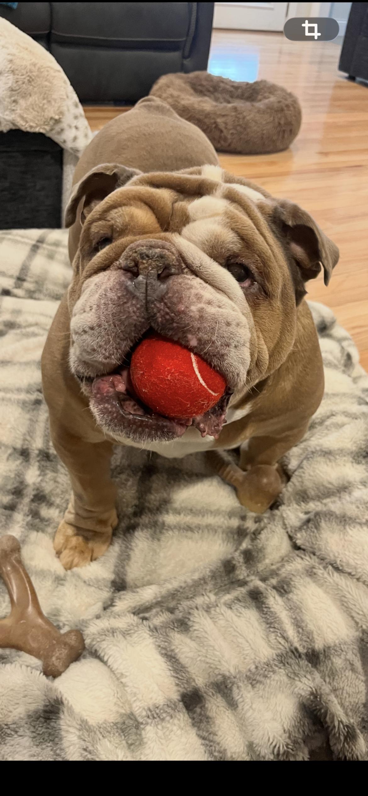 Sal, adopted, Senior Male English Bulldog.