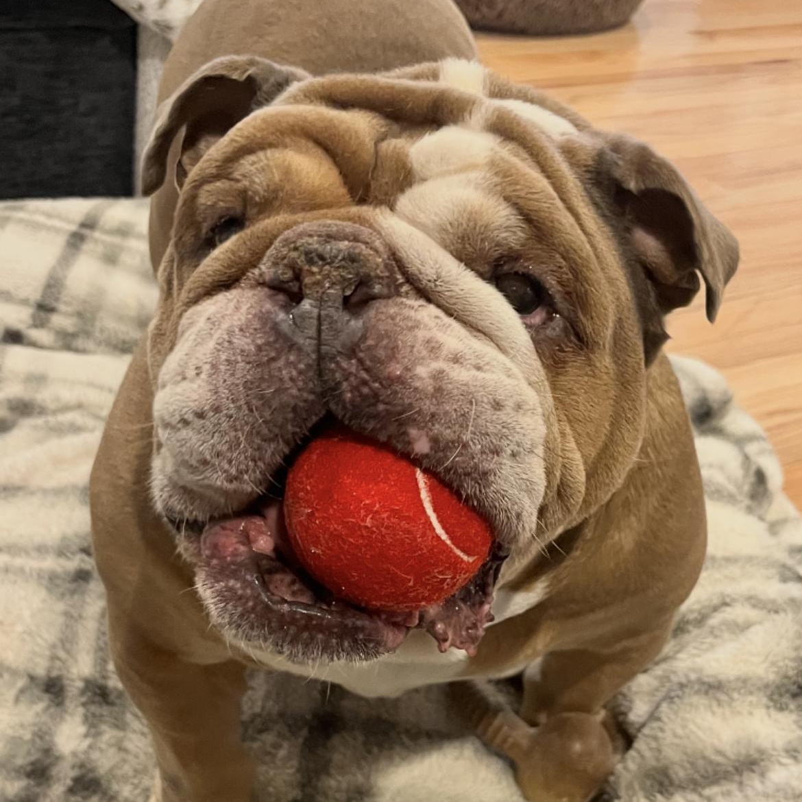 Enlarge Sal, an adopted English Bulldog in Saint Louis, MO image 1/1