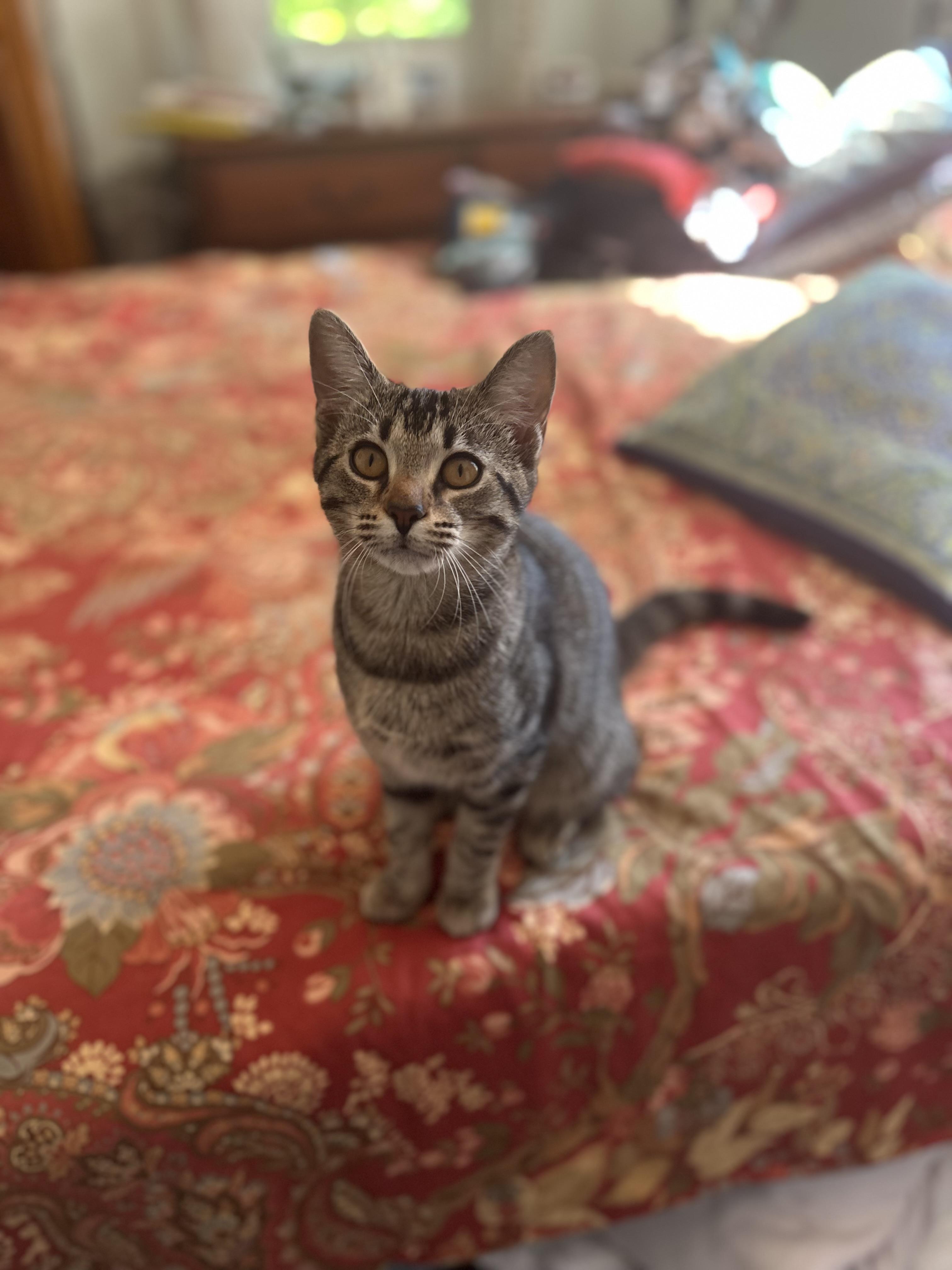 Missy Lynx (Community Assist)