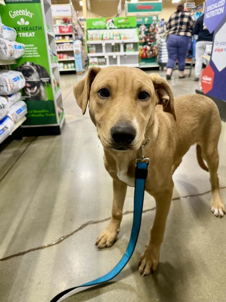 National Pups : Sequoia, Adoptable, Puppy Female Labrador Retriever & Doberman Pinscher.