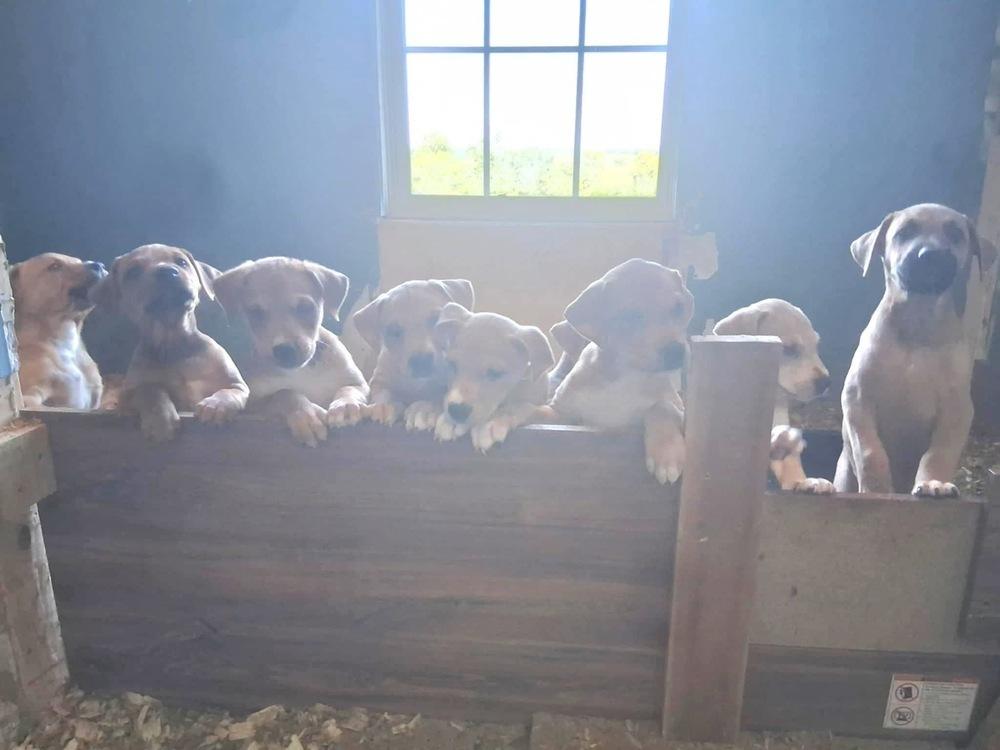 National Pups : Sequoia, a Adoptable mixed breed in Aurora, IN image 2/6