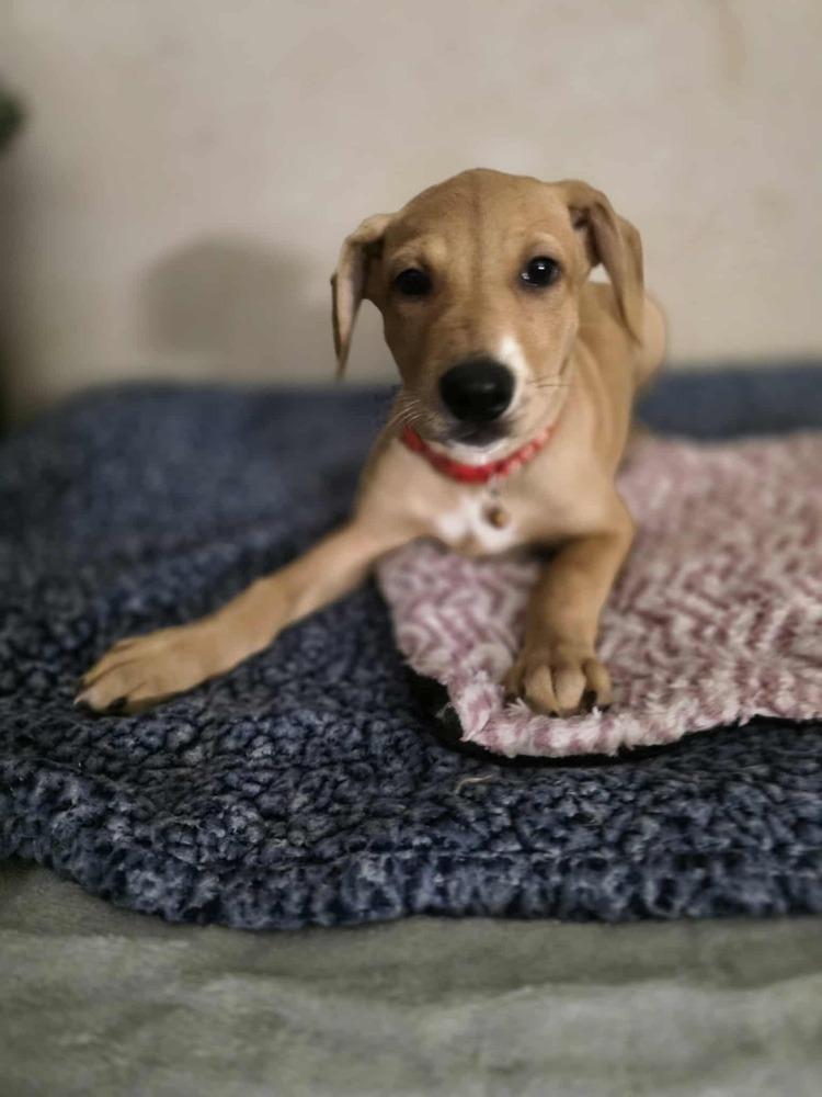 National Pups : Sequoia thumbnail 3