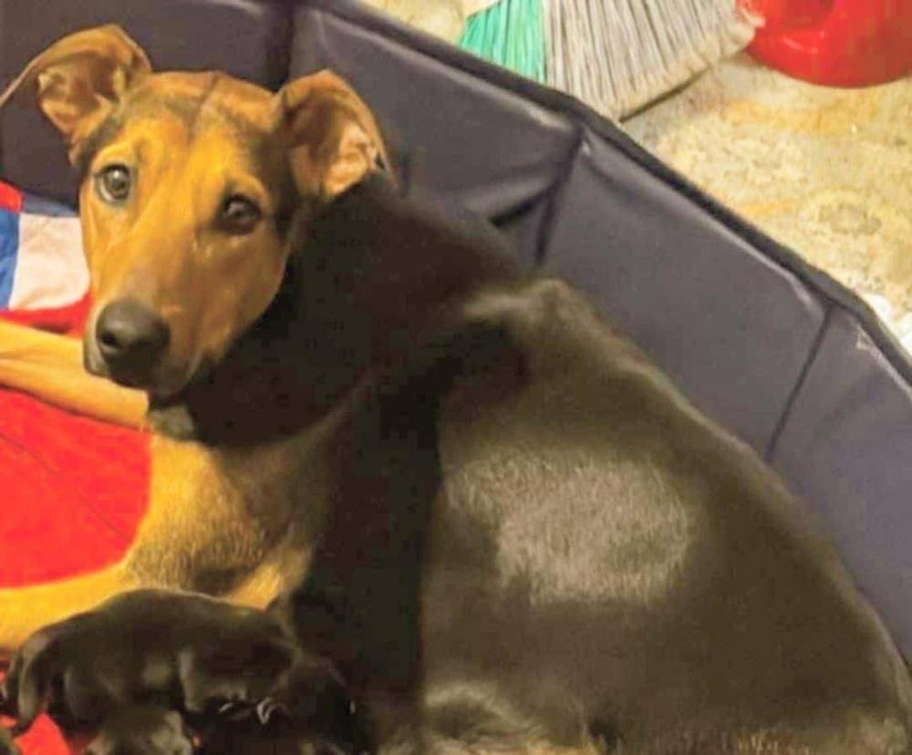 National Pups : Sequoia, a Adoptable mixed breed in Aurora, IN image 4/6