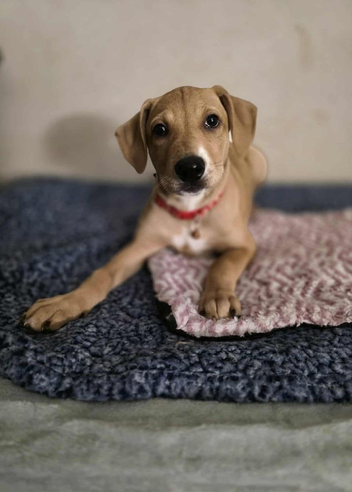 National Pups : Sequoia thumbnail 5