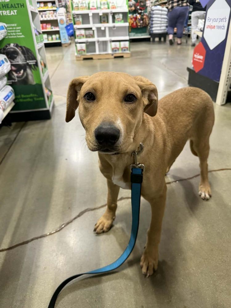 National Pups : Sequoia, a Adoptable mixed breed in Aurora, IN image 6/6