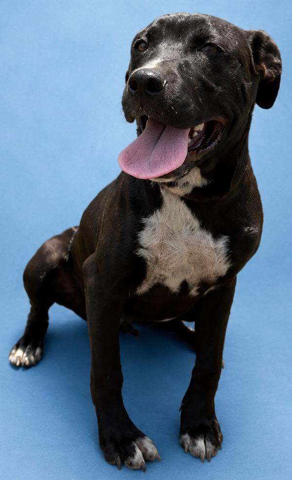 Twinkie, Adoptable, Puppy Male Terrier.