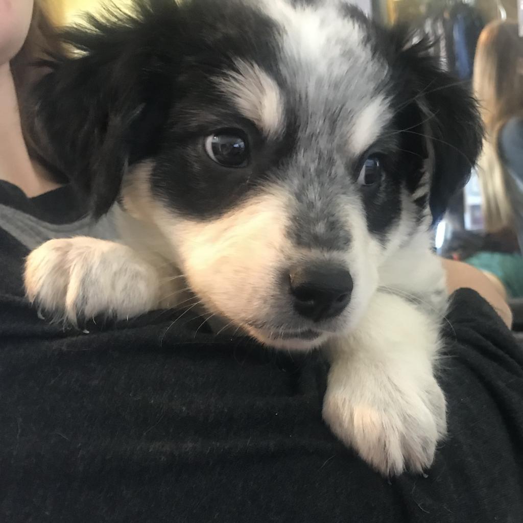 Enlarge Traveler, a Adoptable mixed breed in Pineville, MO image 1/6