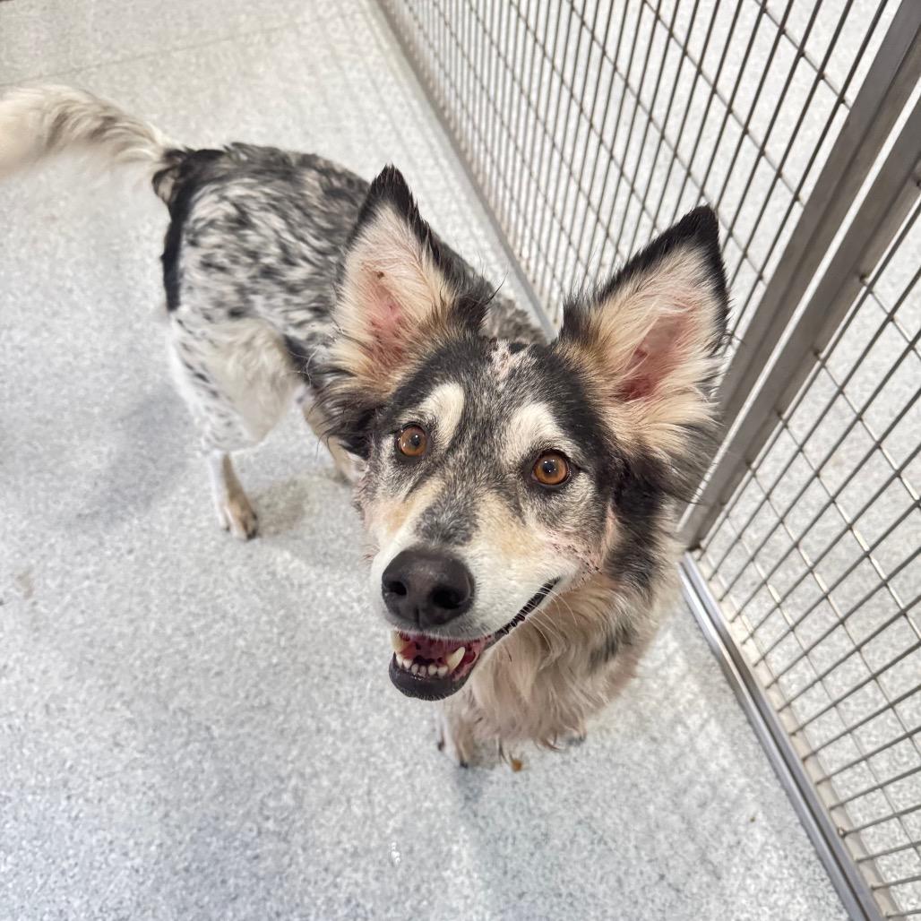 Enlarge Traveler, a Adoptable mixed breed in Pineville, MO image 2/6