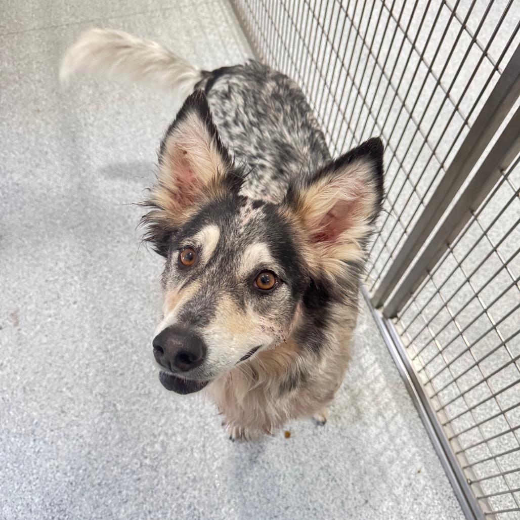 Enlarge Traveler, a Adoptable mixed breed in Pineville, MO image 3/6