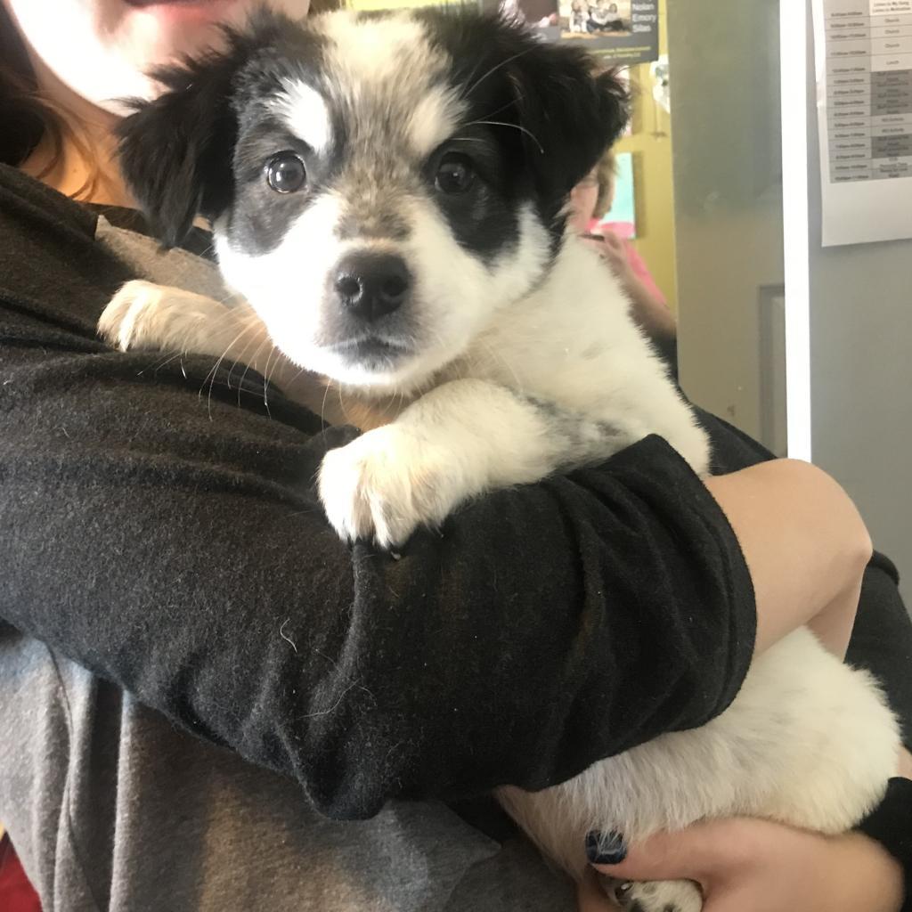 Enlarge Traveler, a Adoptable mixed breed in Pineville, MO image 4/6