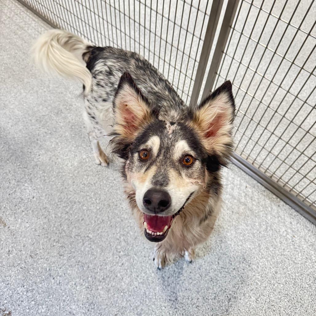 Enlarge Traveler, a Adoptable mixed breed in Pineville, MO image 5/6