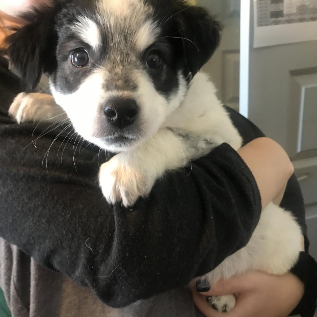 Enlarge Traveler, a Adoptable mixed breed in Pineville, MO image 6/6