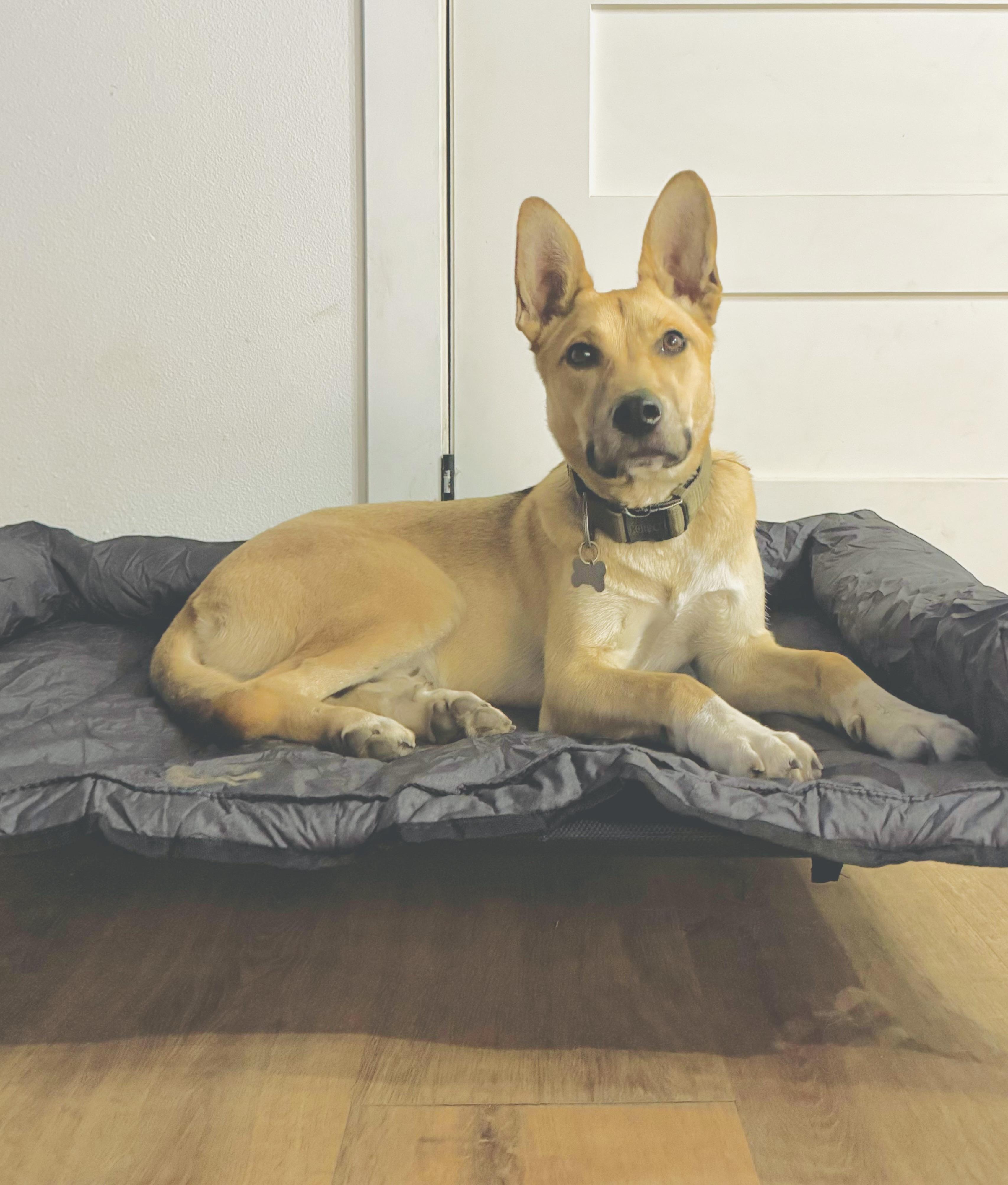 Buddy, Adopted, Young Male German Shepherd Dog.