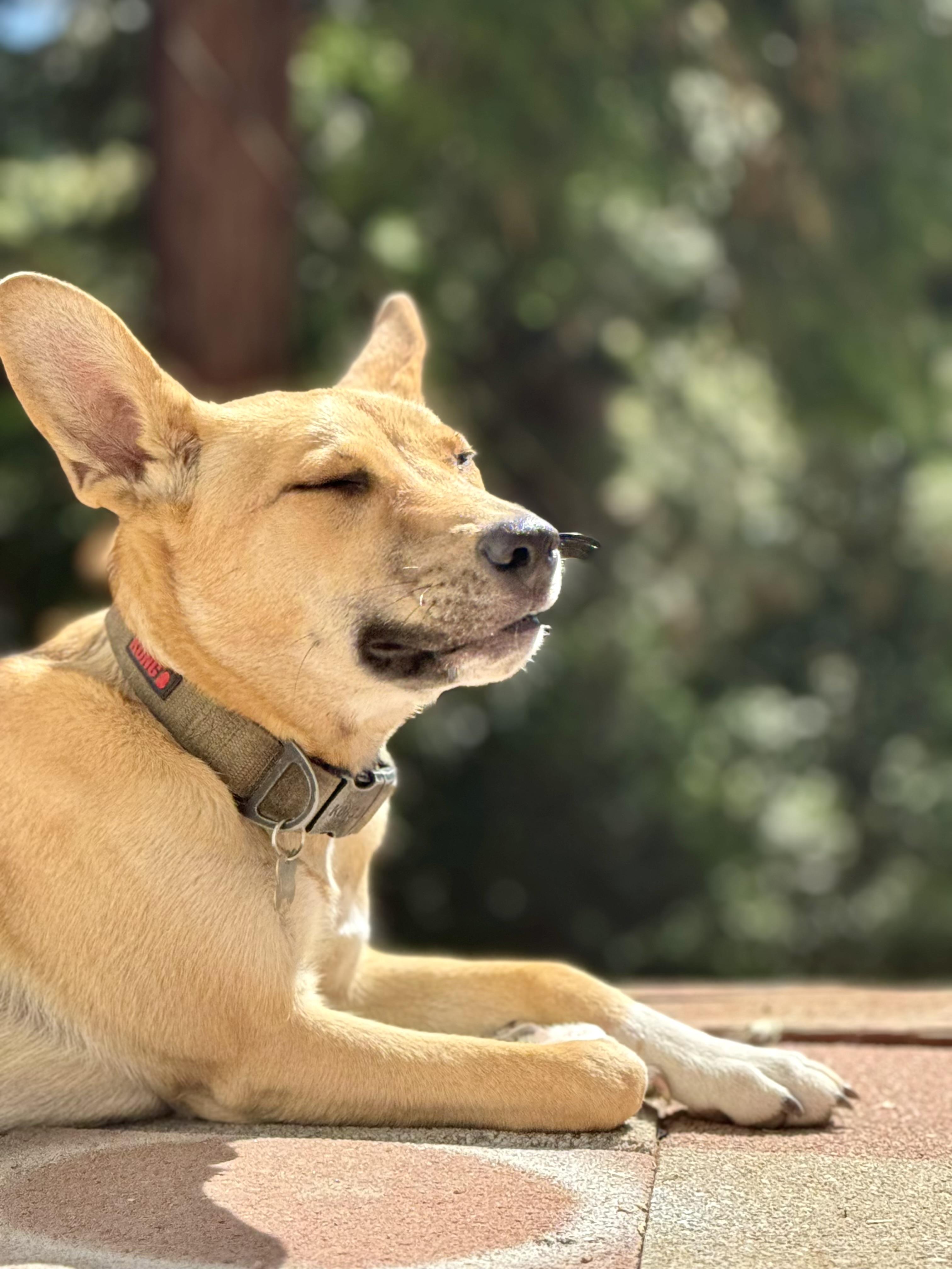 Enlarge Buddy, a Adopted mixed breed in Lake Arrowhead, CA image 2/6
