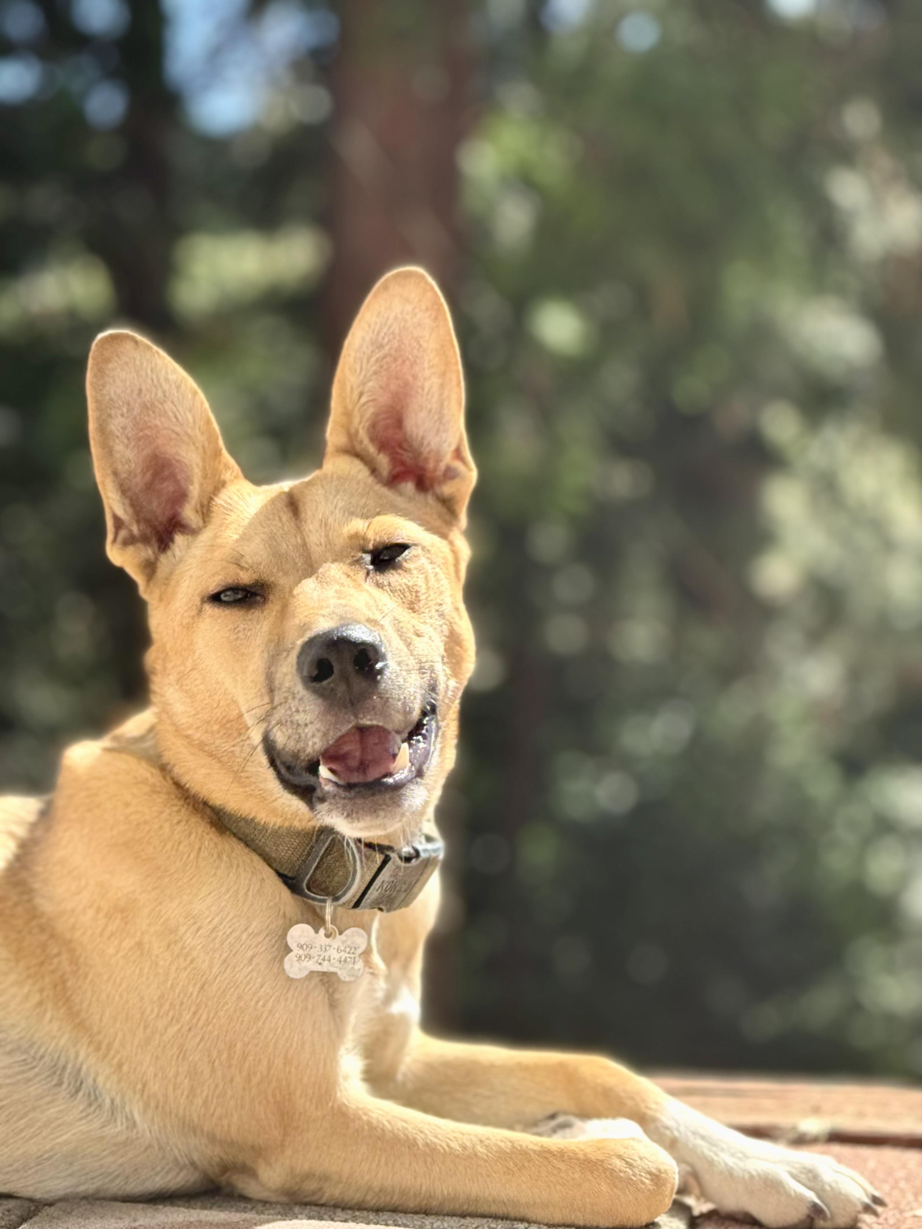 Enlarge Buddy, a Adopted mixed breed in Lake Arrowhead, CA image 3/6