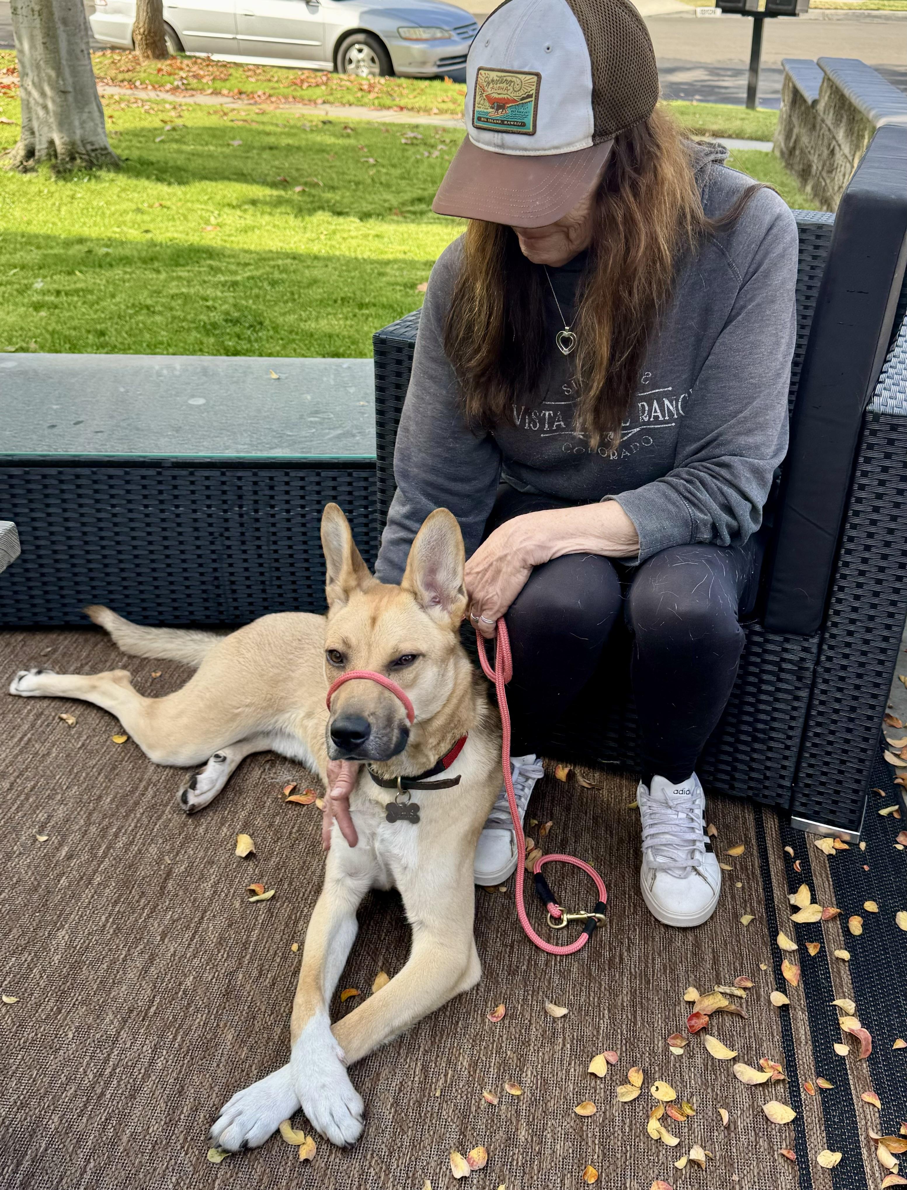 Enlarge Buddy, a Adopted mixed breed in Lake Arrowhead, CA image 4/6