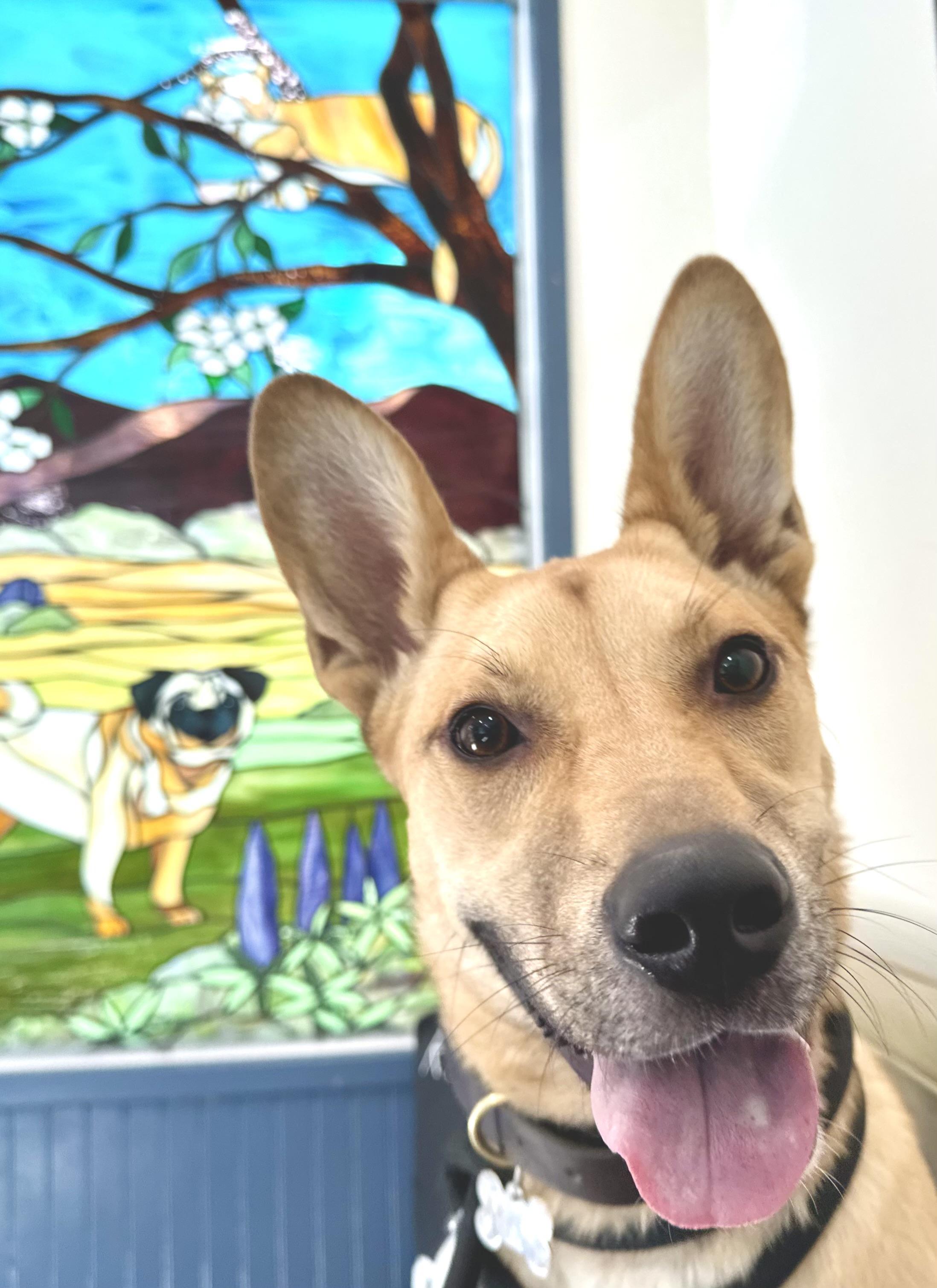 Enlarge Buddy, a Adopted mixed breed in Lake Arrowhead, CA image 5/6