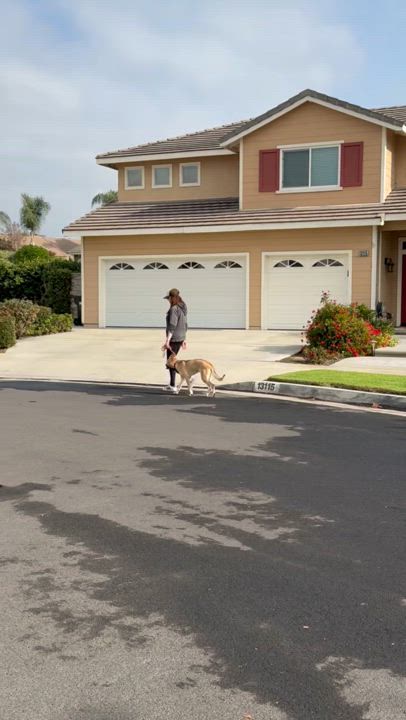 Enlarge Buddy, a Adopted mixed breed in Lake Arrowhead, CA video 6/6