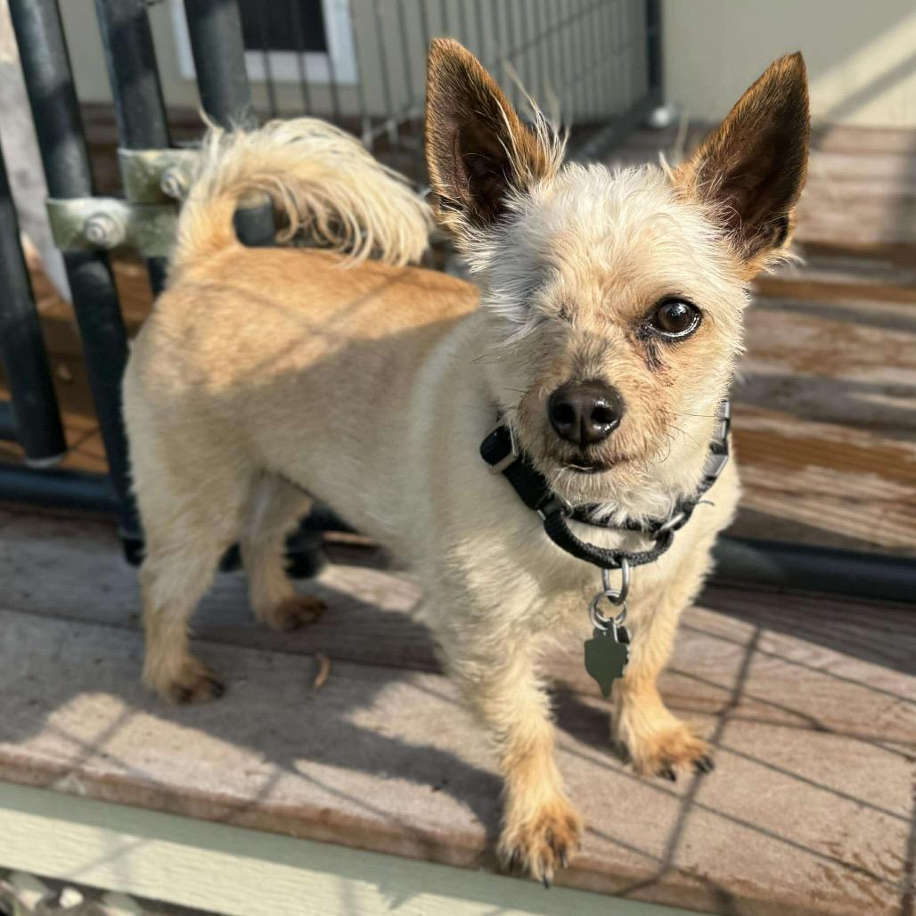 Mylo Eli, a Adoptable mixed breed in Houston, TX image 1/6