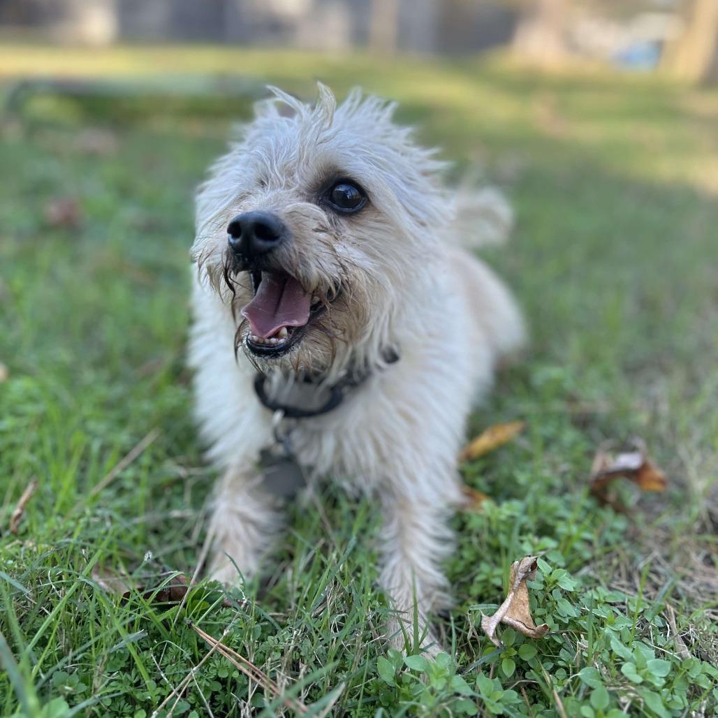 Mylo Eli, a Adoptable mixed breed in Houston, TX image 2/6