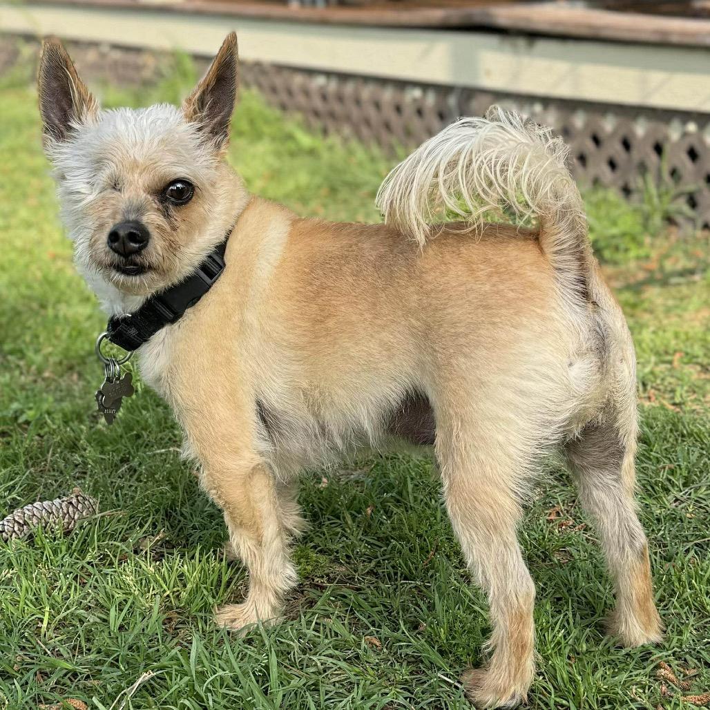 Mylo Eli, a Adoptable mixed breed in Houston, TX image 3/6