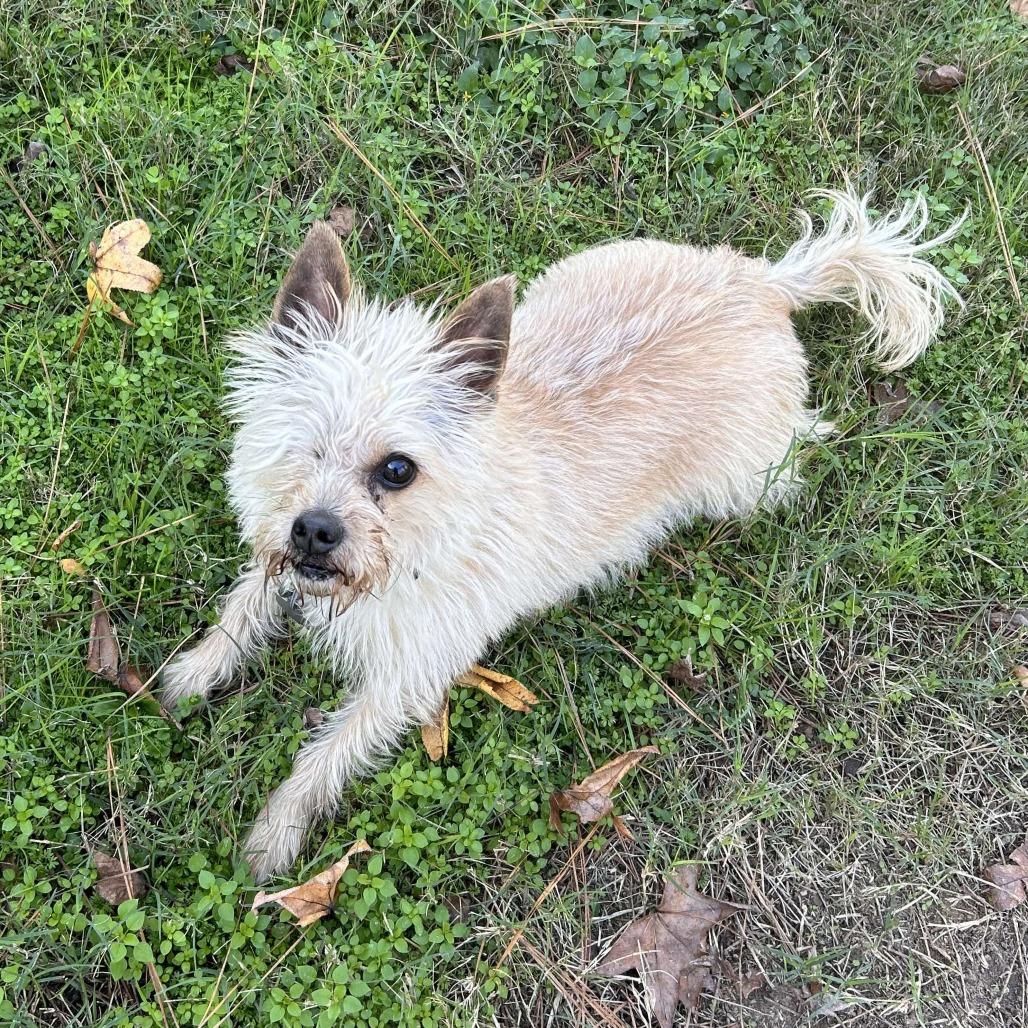 Mylo Eli, a Adoptable mixed breed in Houston, TX image 4/6