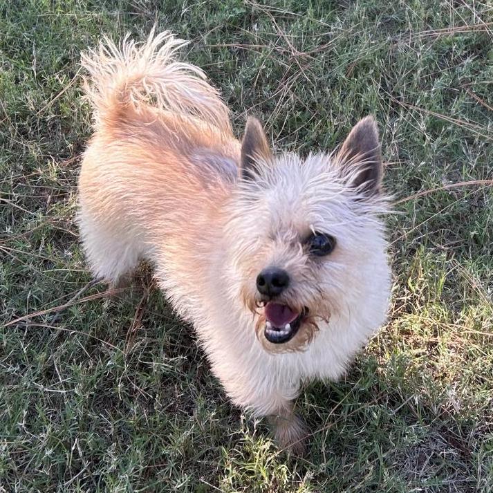 Mylo Eli, a Adoptable mixed breed in Houston, TX image 6/6