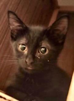 Pearl Domestic Short Hair Cat