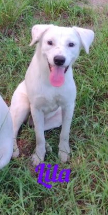 Enlarge Lila, a Adoptable mixed breed in Donna, TX image 1/1