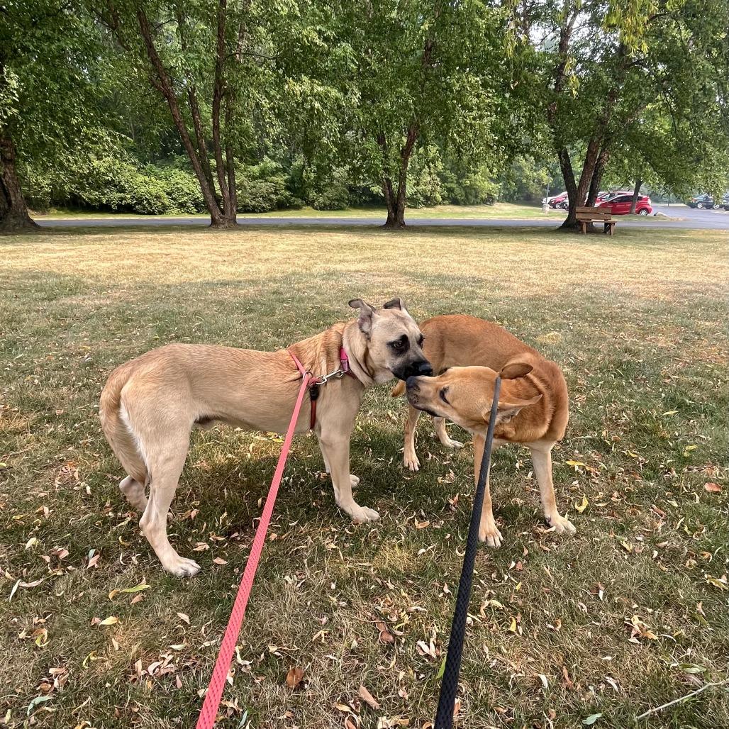 Willie, a Adoptable Mixed Breed in Grand Rapids, MI image 1/6