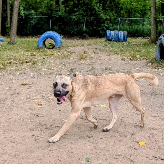 Willie, a Adoptable Mixed Breed in Grand Rapids, MI image 3/6