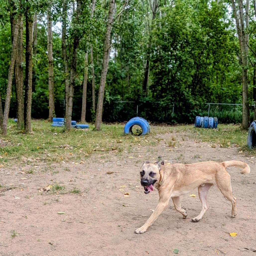 Willie, a Adoptable Mixed Breed in Grand Rapids, MI image 2/6