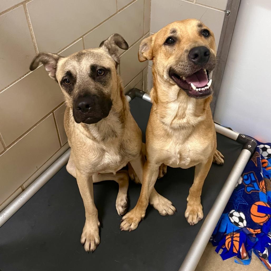 Willie, a Adoptable Mixed Breed in Grand Rapids, MI image 3/6