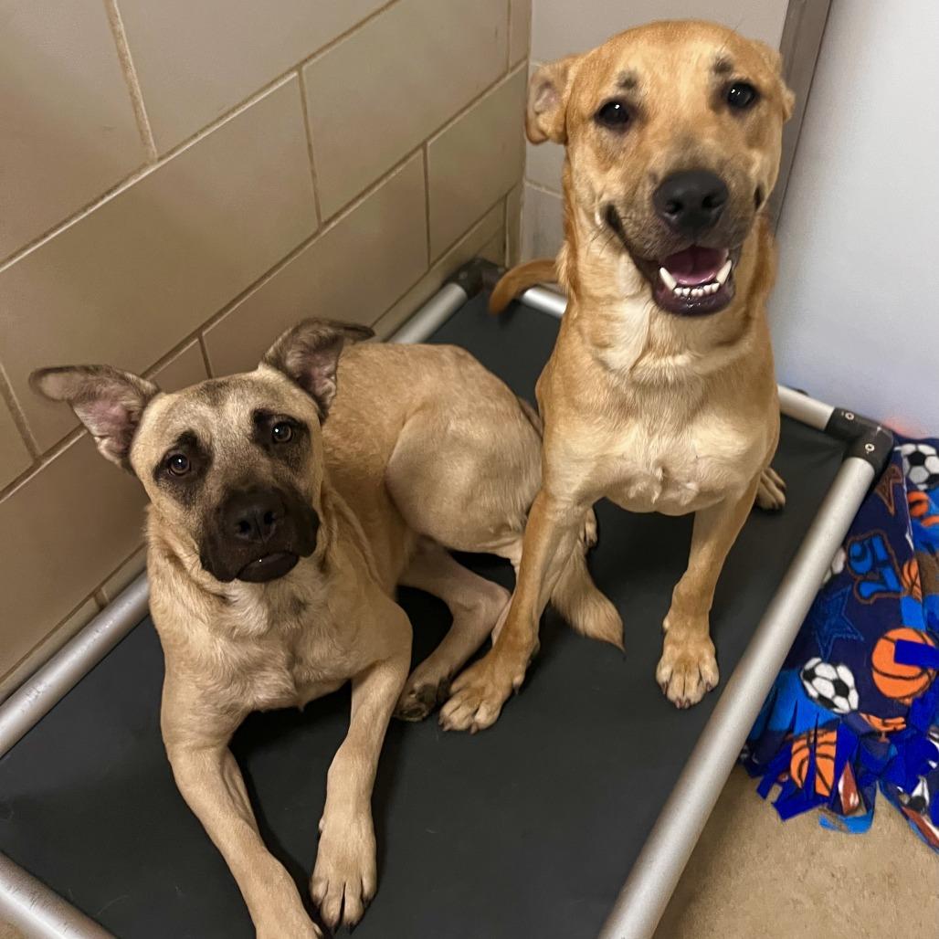 Willie, a Adoptable Mixed Breed in Grand Rapids, MI image 4/6