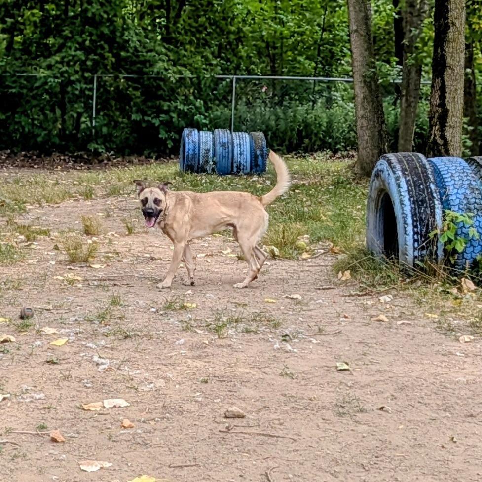 Willie, a Adoptable Mixed Breed in Grand Rapids, MI image 5/6