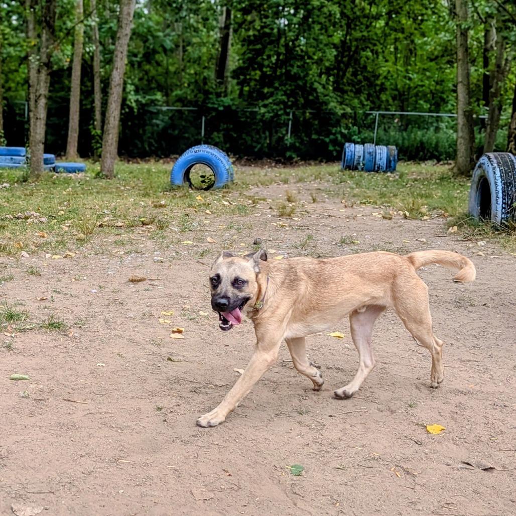 Willie, a Adoptable Mixed Breed in Grand Rapids, MI image 6/6