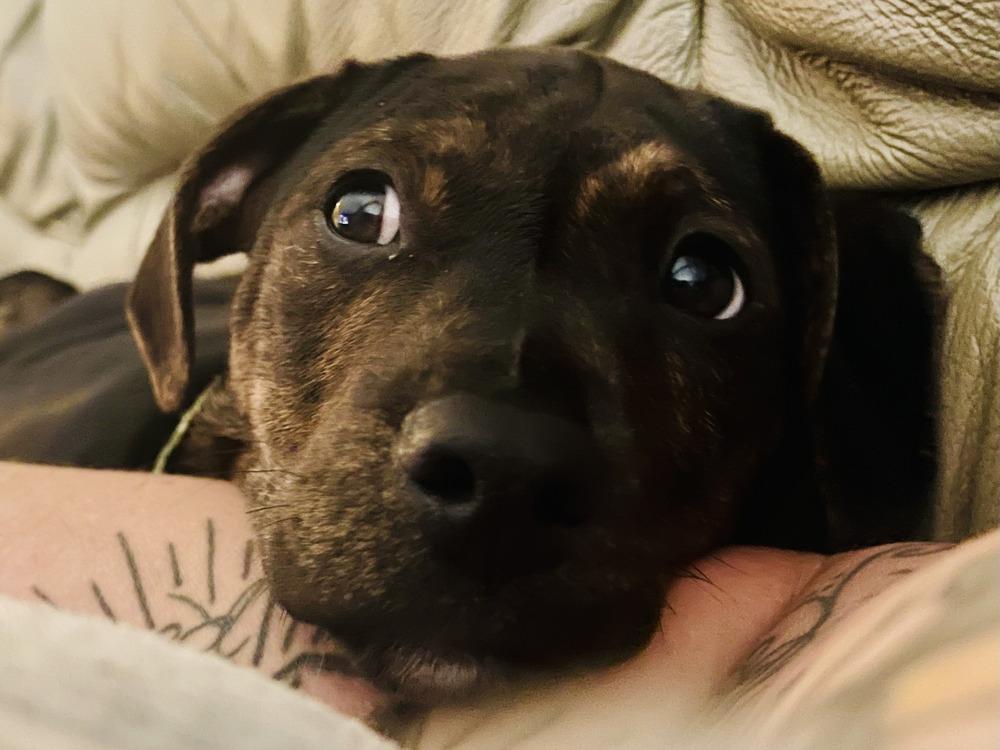 Enlarge Diego, a Adoptable mixed breed in Loveland, OH image 3/4