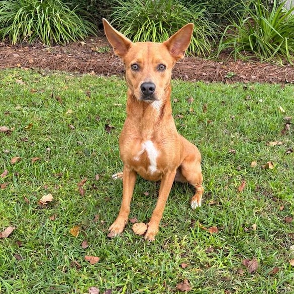 Coco, Adoptable, Young Female Cattle Dog & Rat Terrier.
