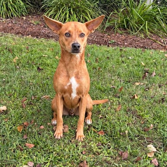 Enlarge Coco, a Adoptable mixed breed in Valdosta, GA image 2/2